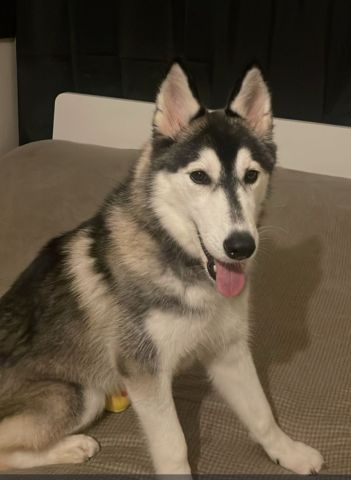 كلب هاسكي انثي سبع شهور  2