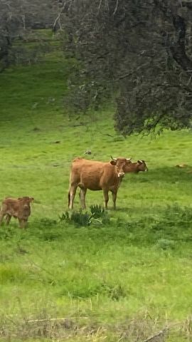 استثمار مزارع شتى انواعها للبيع في اسبانيا