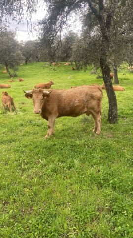 استثمار مزارع شتى انواعها للبيع في اسبانيا 3