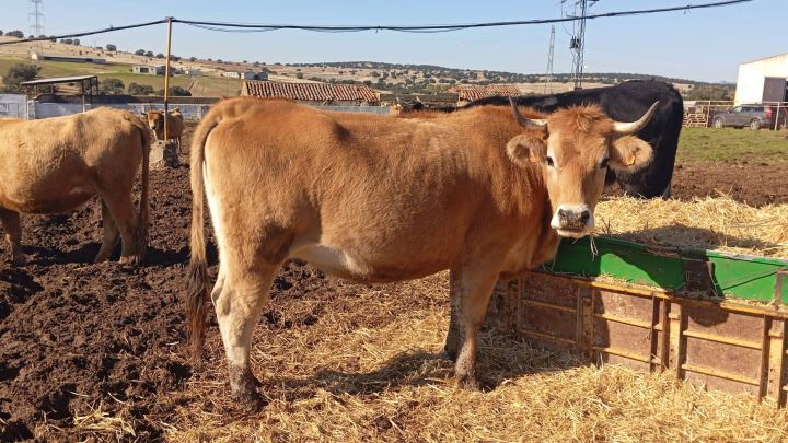 استثمار مزارع شتى انواعها للبيع في اسبانيا 4