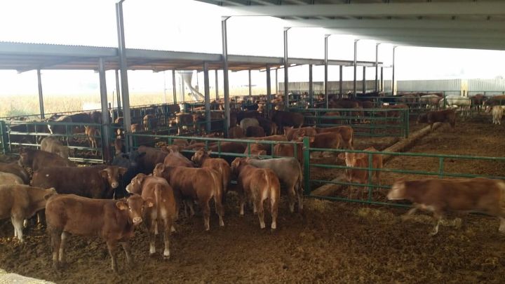 استثمار في اسبانيا مزارع بشده انواعها واراضي للبيع