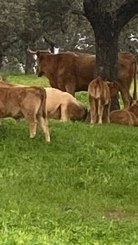 استثمار في اسبانيا مزارع بشده انواعها واراضي للبيع 4