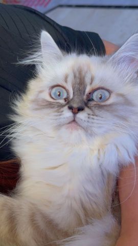 هيمالايا لون مميز وجميل العمر 4 شهور