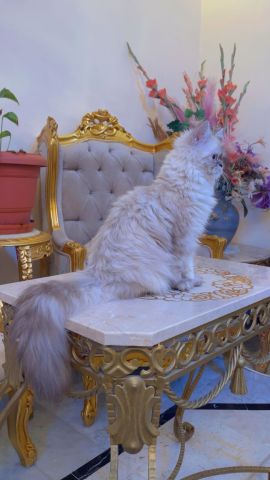 هيمالايا لون مميز وجميل العمر 4 شهور 2