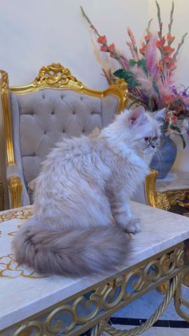 هيمالايا لون مميز وجميل العمر 4 شهور 3