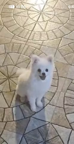 كلاب بومرينيون للبيع