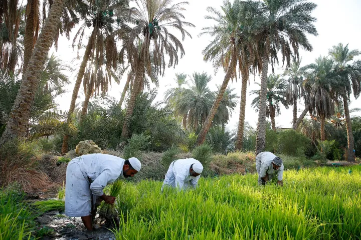 للبيع مزرعة بموقع مميز جدا في الباهية القديمة خلف ديرفيلدز مول 