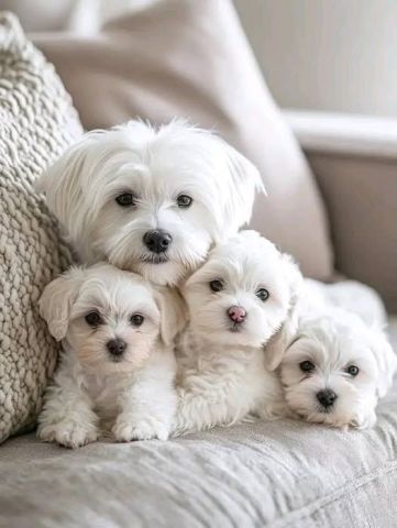 AKC Maltese puppies available