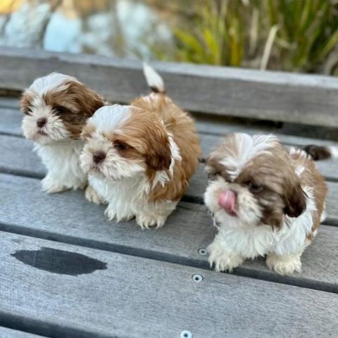 Fantastic White Shih Tzu1  puppies available