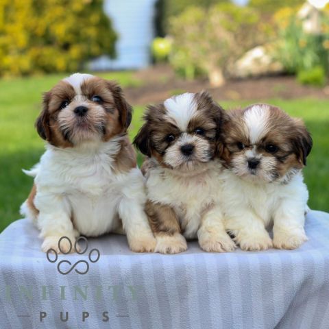 Apple-Head Shih Tzu1  Puppies
