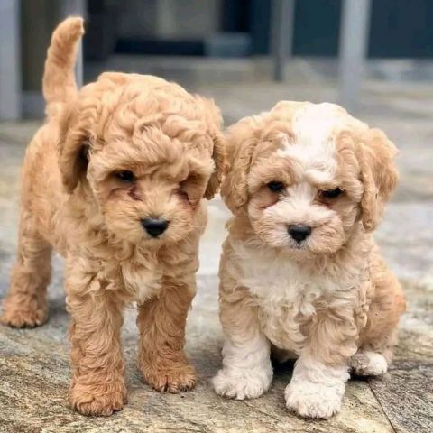 Adorable Cavapoo Puppies