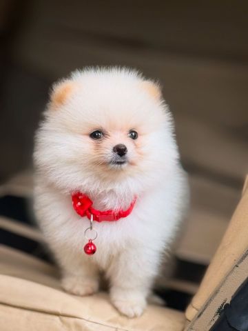 Top Quality Registered Pomeranian