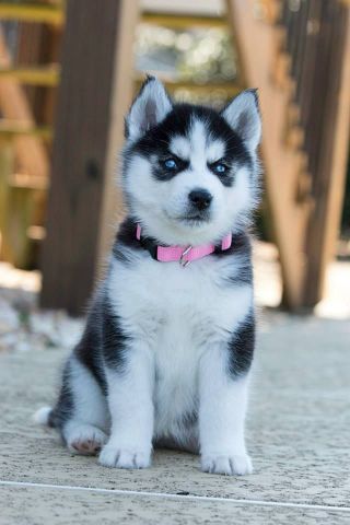 Akc registered Siberian Husky puppies