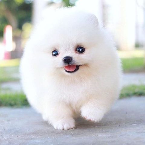 Two Awesome T-Cup Pomeranian Puppies