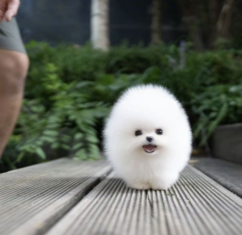 Priceless White Pomeranian Puppy For Adoption