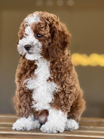TOY POODLE PUPPIES
