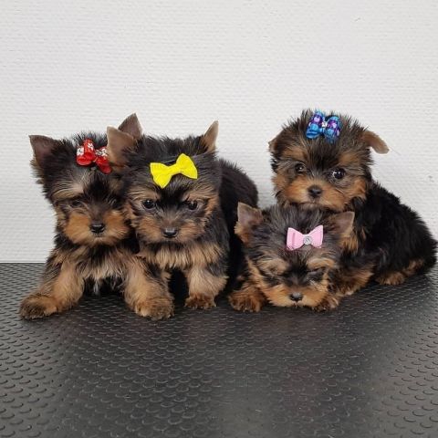 Registered Yorkie Puppies for Adoption