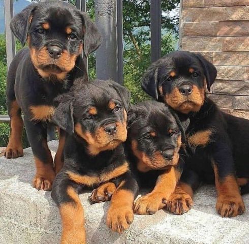 Male and female Rottweiler puppies for pet lovers.