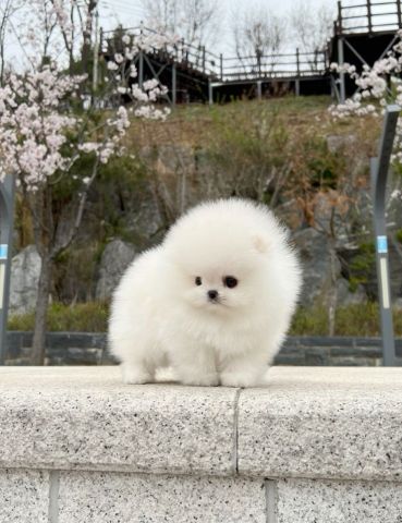 Lovely Pomeranian Puppies for Sale