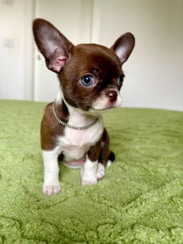Chihuahua Puppy