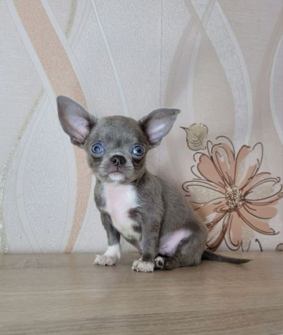 Chihuahua Puppy 2