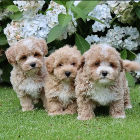 Standard size Teacup Maltipoo puppies