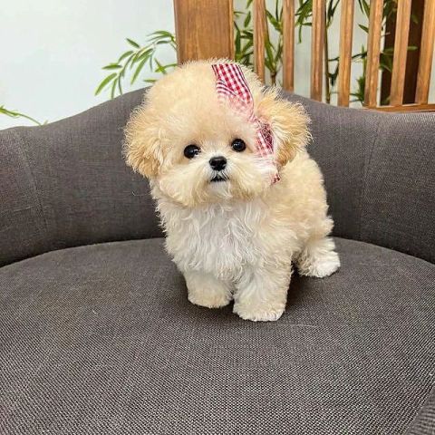 Beautiful white Cavapoo Puppies Available Free