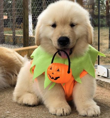 Two Beautiful Male and Female Golden Retrievers puppies