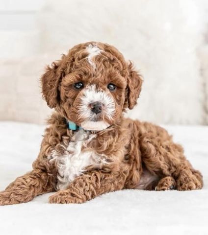 Super Pretty Toy PoodlesPuppies For Adoption