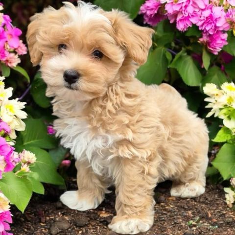 Charming White  Cavachon Puppies Available