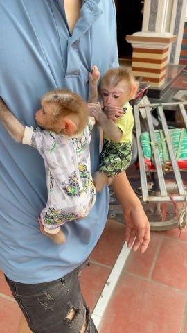 CAPUCHIN MONKEYS AVAILABLE FOR ADOPTION