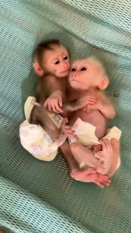 Cute Little Female Capuchin