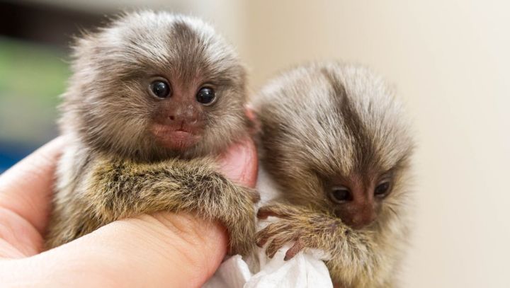 Marmoset Monkeys