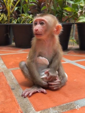 Very healthy cpuchin for you.