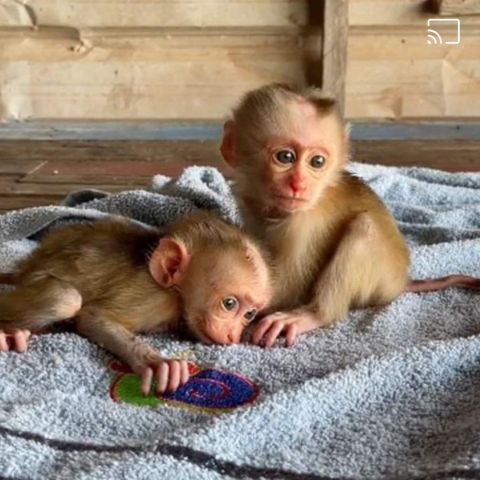 Top quality baby capuchin monkeys