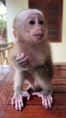 Adorable Capuchin Monkey