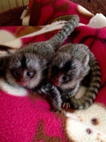 Marmosets Monkeys Available Now