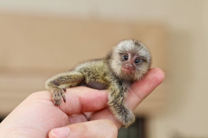 Cute, Healthy Marmoset Monkeys
