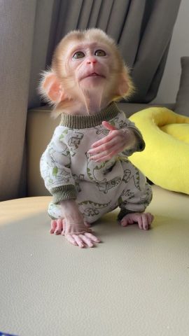 Female White Faced Capuchin Monkeys