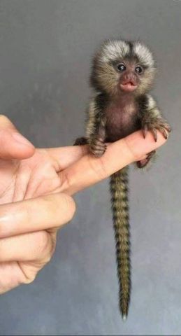 Little Sweet Marmoset Monkey