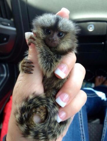 Amazing marmoset Monkeys for Sale