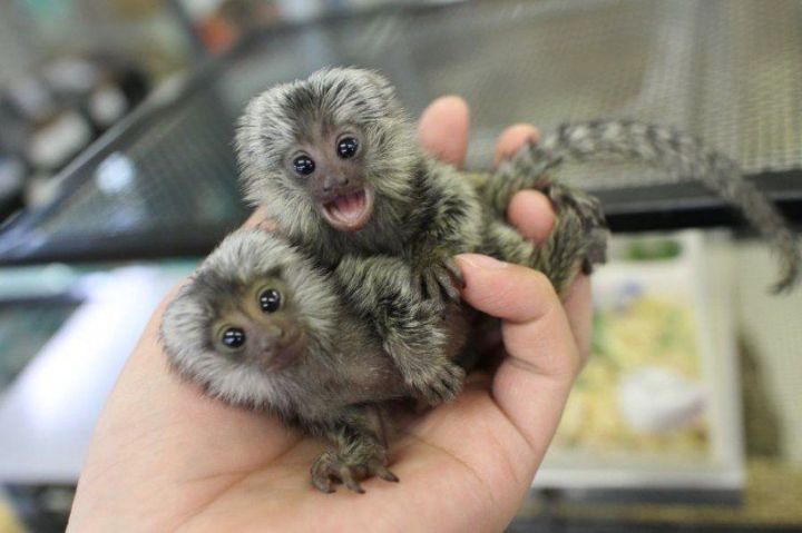 Marmoset Monkeys For Adoption