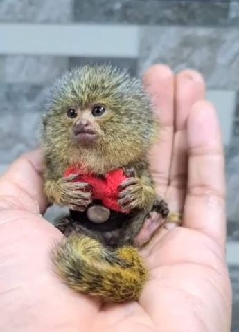 Male and Female Marmoset Monkeys Available