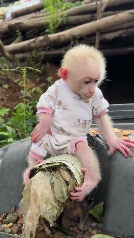 Quality Capuchin Monkeys For Adoption