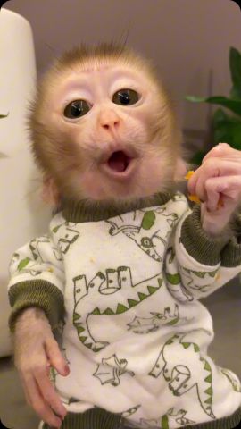 Marvelous Capuchin Monkeys for Sale