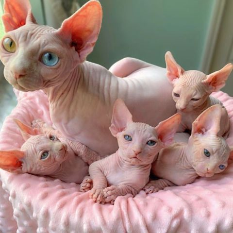 Beautiful Sphynx Kittens for Adoption