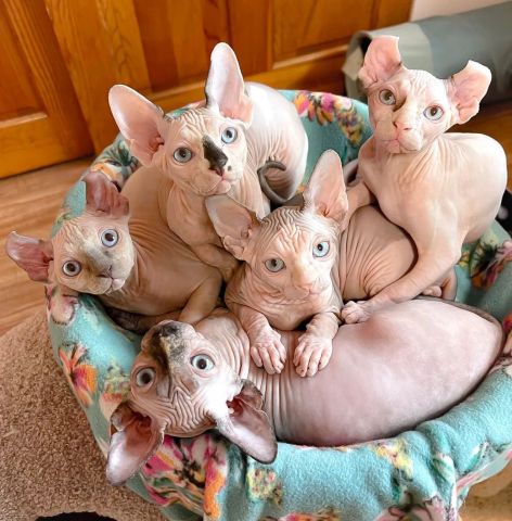 Blue Eyed Sphynx Kittens Ready Now