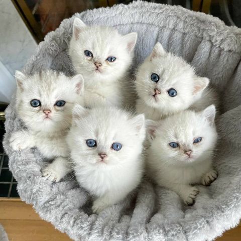 Home Raised Ragdoll Kittens.