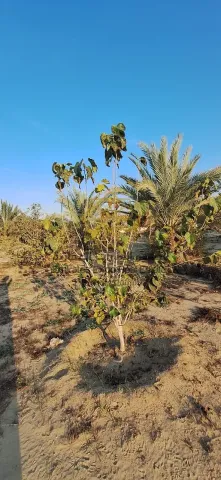 للبيع مزرعة في الباهية لاول مرة تنعرض في السوق بموقع مميز جدا  4