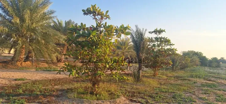 للبيع مزرعة في الباهية لاول مرة تنعرض في السوق بموقع مميز جدا  7